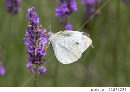 ラベンダーとモンシロチョウ ラベンダーとモンシロチョウ 41871221