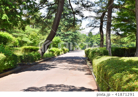 仙台 榴ヶ岡公園 仙台 榴ヶ岡公園 41871291