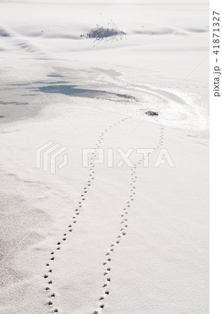 冬の里山　冬の朝　冬の沼辺 41871327