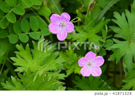 ハマフウロ 初夏の花 初夏の野の花 ハマフウロ 初夏の花 初夏の野の花 41871328