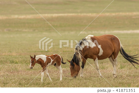 Wild Horse Mare and Foal Wild Horse Mare and Foal 41871351