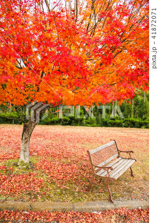 ベンチと紅葉、高雄周山街道 ベンチと紅葉、高雄周山街道 41872071