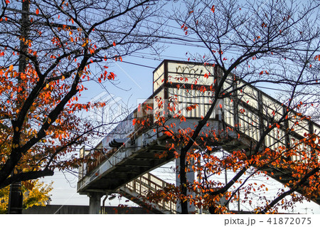 秋空、歩道橋と桜の紅葉 41872075