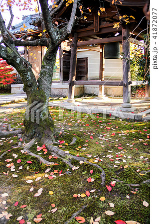法金剛院、鐘楼の苔床にカラフルな桜の落葉 法金剛院、鐘楼の苔床にカラフルな桜の落葉 41872077