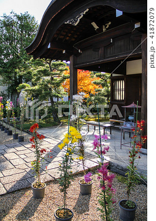法金剛院・礼堂、唐破風の下に嵯峨菊の鉢植え 41872079