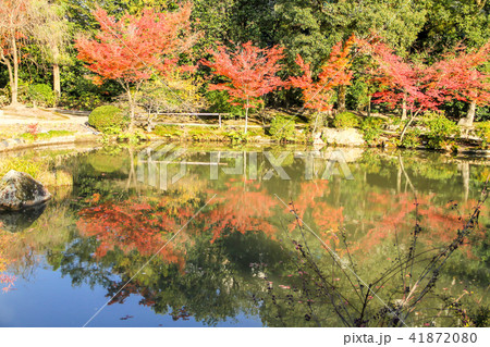 法金剛院、池に楓の紅葉 41872080