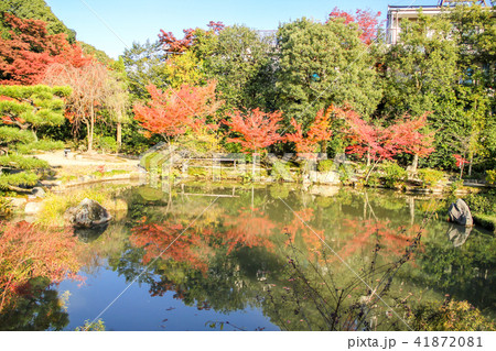 法金剛院、池に楓の紅葉 41872081