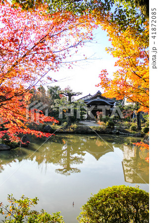 法金剛院・浄土式庭園、池に楓の紅葉と礼堂 41872085