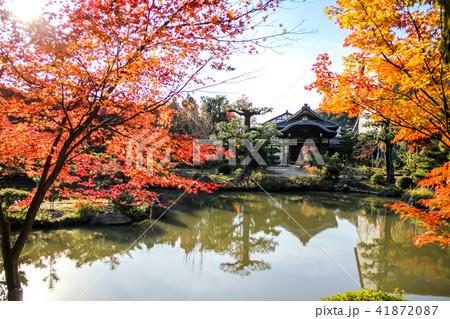 法金剛院・浄土式庭園、池に楓の紅葉と礼堂 法金剛院・浄土式庭園、池に楓の紅葉と礼堂 41872087
