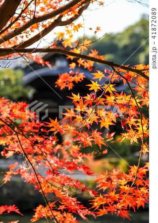 法金剛院の紅葉と礼堂の唐破風 41872089