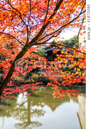 法金剛院・浄土式庭園、池に楓の紅葉と礼堂 法金剛院・浄土式庭園、池に楓の紅葉と礼堂 41872090