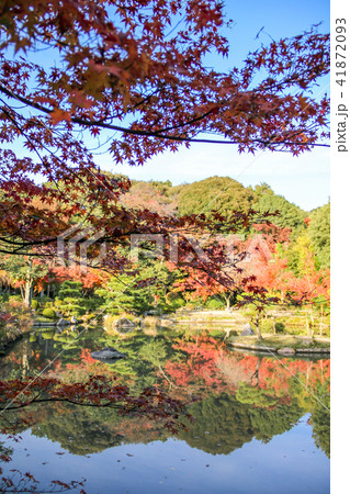 法金剛院・浄土式庭園、双ヶ丘を借景にして池に映る紅葉 41872093