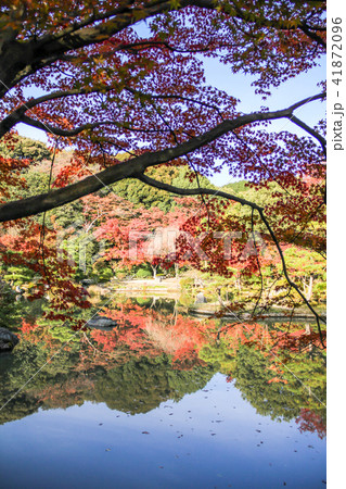 法金剛院・浄土式庭園、双ヶ丘を借景にして池に映る紅葉 法金剛院・浄土式庭園、双ヶ丘を借景にして池に映る紅葉 41872096