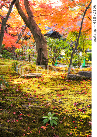 法金剛院、苔床に紅葉 41872106