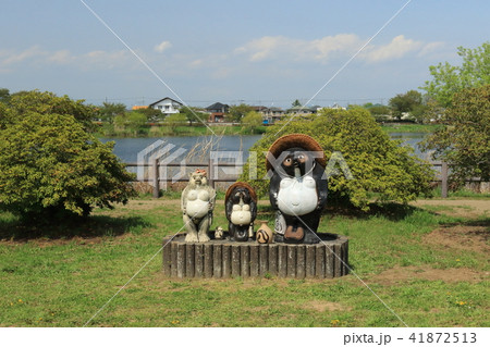 館林 つつじヶ丘公園 ツツジ 館林 つつじヶ丘公園 ツツジ 41872513