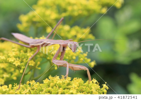 オミナエシに擬態してエサを探すカマキリの写真素材