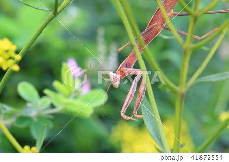 オミナエシに擬態してエサを探すカマキリ 41872554