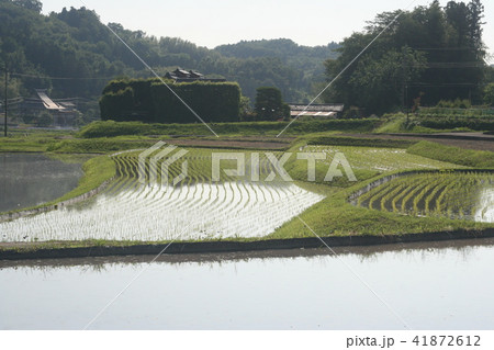 田植え２０１８０１ 41872612