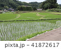 田植え２０１８０６ 41872617