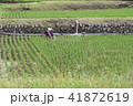 田植え２０１８０８ 41872619