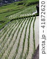 田植え２０１８０９ 41872620