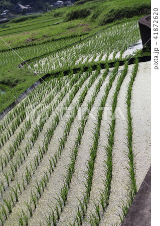 田植え２０１８０９ 41872620