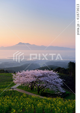 白木峰高原の桜 白木峰高原の桜 41873613