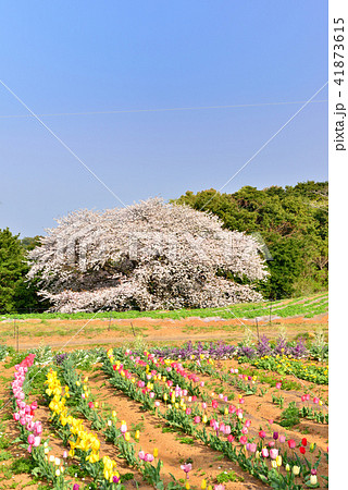 慈眼桜 慈眼桜 41873615