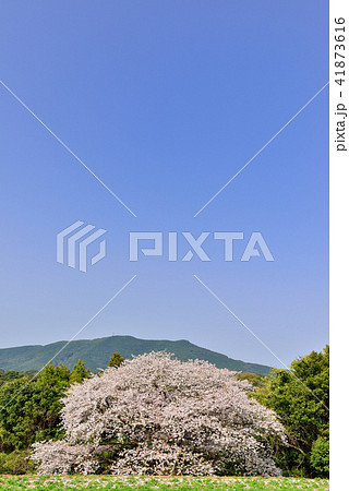 慈眼桜 慈眼桜 41873616