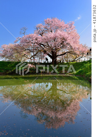 浅井の一本桜 浅井の一本桜 41873632