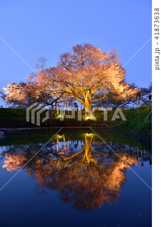 浅井の一本桜の写真素材