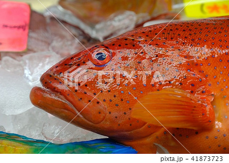 魚 魚 41873723