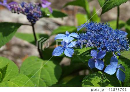 ヤマアジサイの花と雨雫 41873791