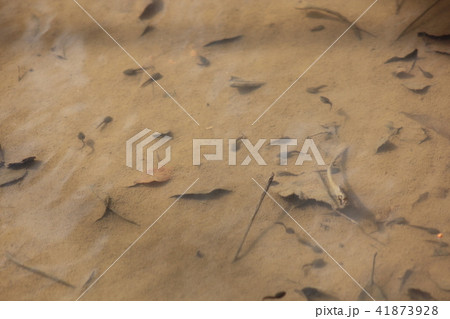 アズマヒキガエルのおたまじゃくし 41873928