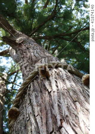 御神木 41874140