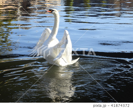 英国　イギリス　水鳥　白鳥　水　池　湖 41874372