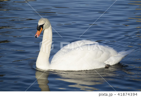 英国　イギリス　水鳥　白鳥　水　池　湖 41874394