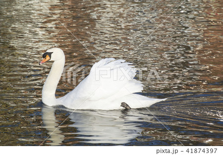 英国　イギリス　水鳥　白鳥　水　池　湖 41874397