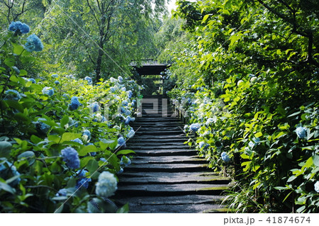 明月院　紫陽花　Meigetsuin temple 41874674