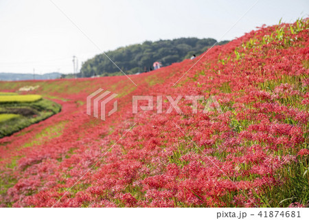 彼岸花 41874681