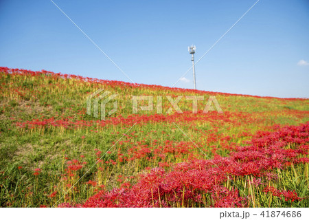 彼岸花 41874686
