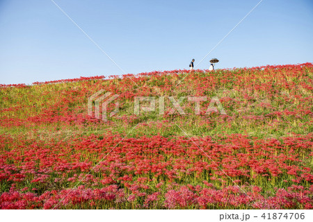 半田・曼珠沙華 41874706
