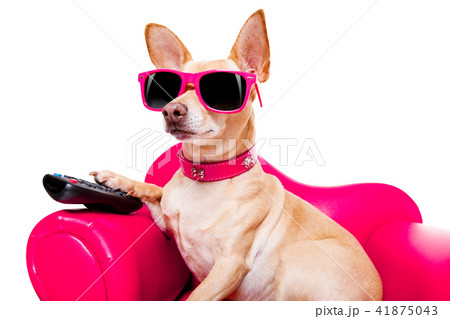 dog watching tv on the couch 41875043