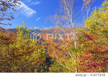 紅葉盛りの乗鞍高原 紅葉盛りの乗鞍高原 41875056