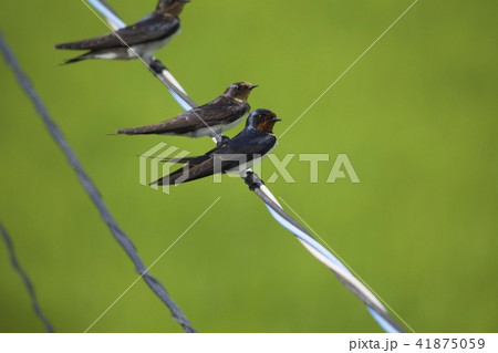 ツバメ 41875059