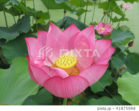 南越前町の花はす公園 41875068