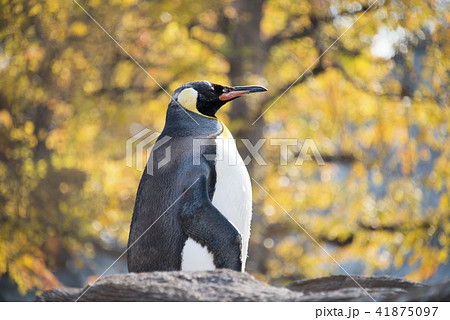 ペンギン ペンギン 41875097