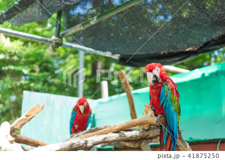 アカコンゴウインコ アカコンゴウインコ 41875250