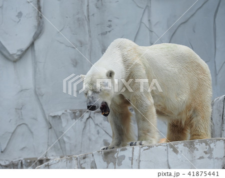 シロクマの写真素材