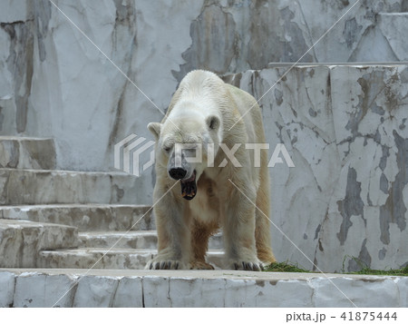 シロクマの写真素材